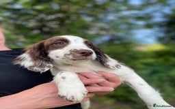 English Springer Spaniel dogs for sale: English Springer Spaniel Pups For Sale - Image 16