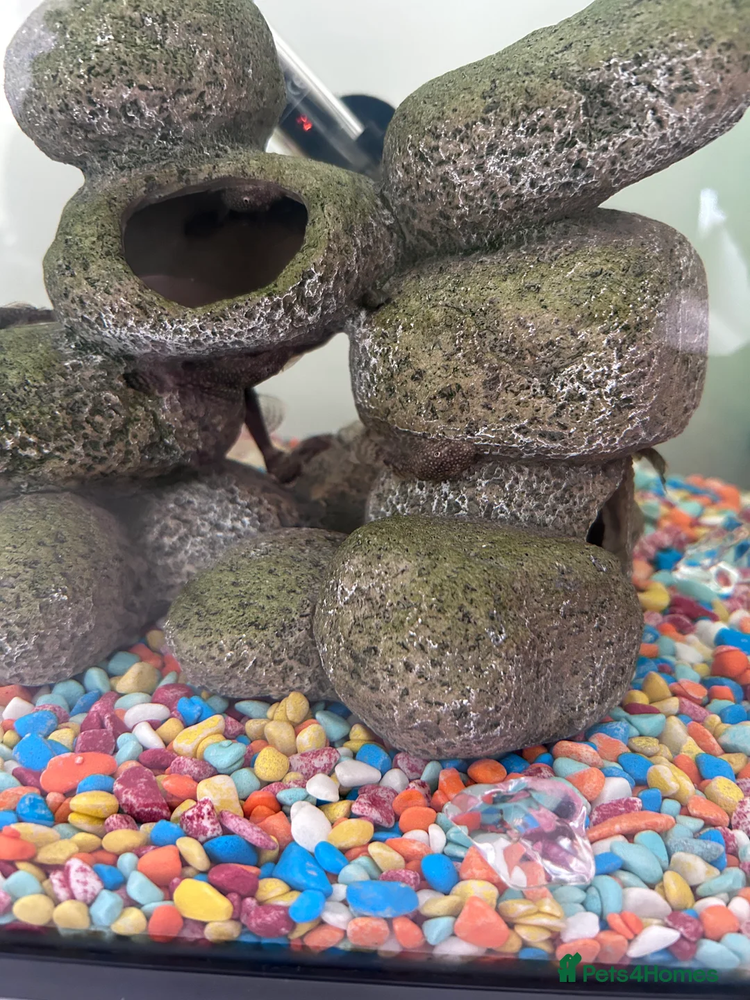 Plecos fish for sale: Common plecos  - Advert 2