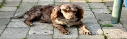 Cockapoo dogs for sale: Beautiful cockapoo pups for sale - Advert 23