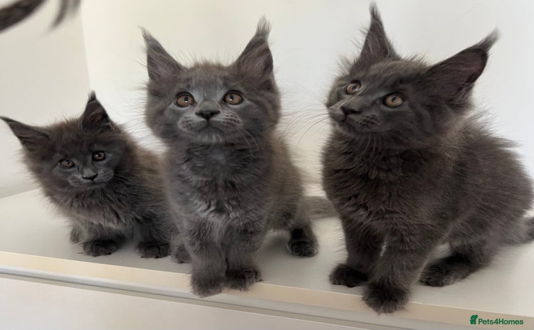 Maine Coon cats - Advert 2