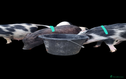 Pig livestock for sale: Micro pigs /t cup - Image 5