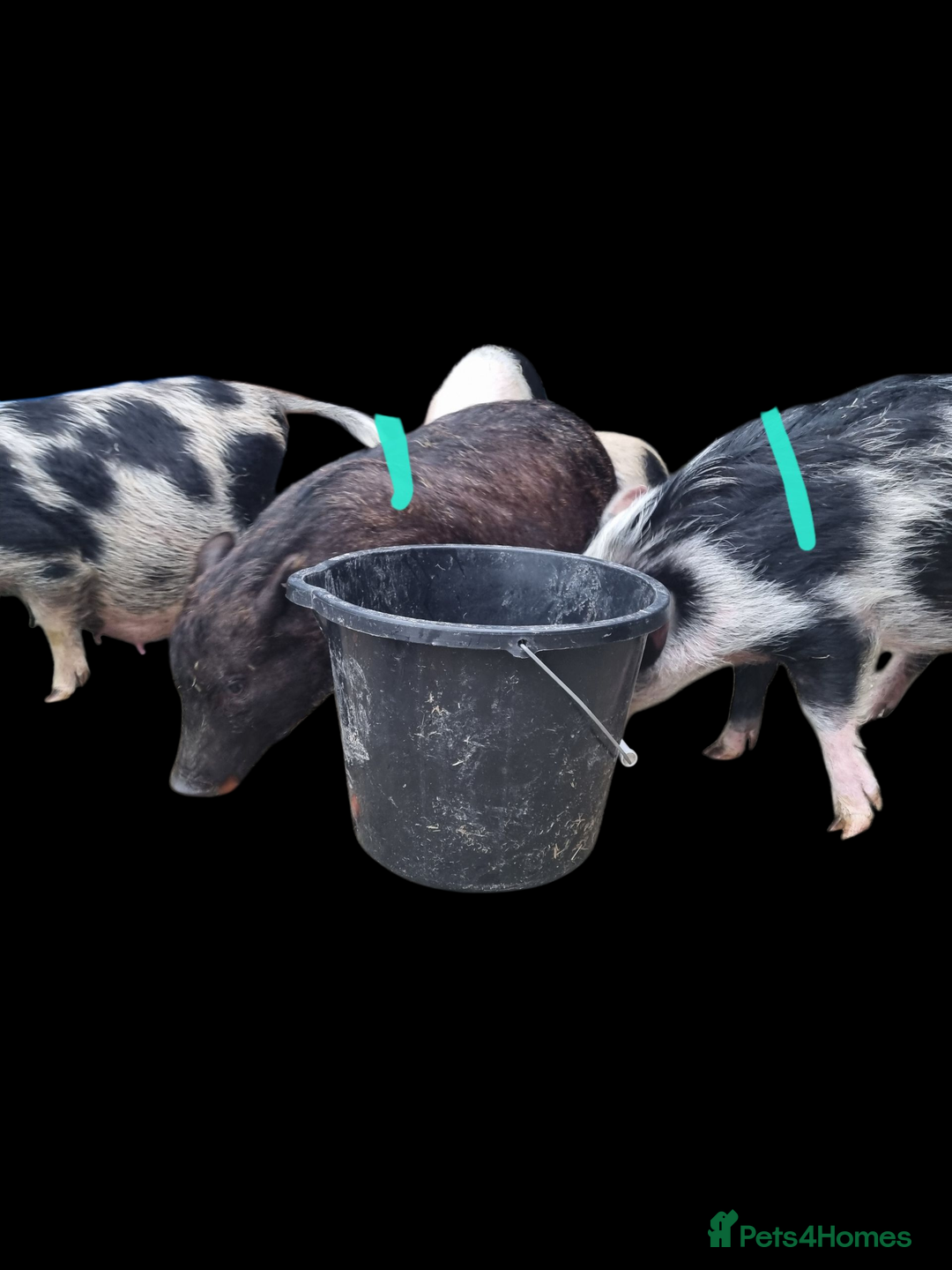 Pig livestock for sale: Micro pigs /t cup - Image 5
