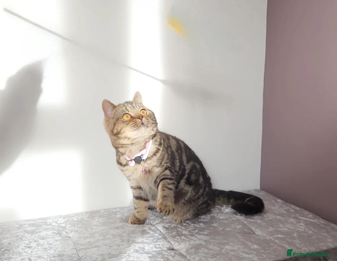 British Shorthair cats for sale: 🏆 Pedigree Silver British Shorthair Kittens 🏆 - Advert 5