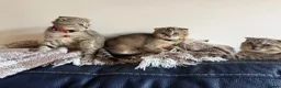 British Shorthair cats for sale: Gorgeous kittens  - Advert 10