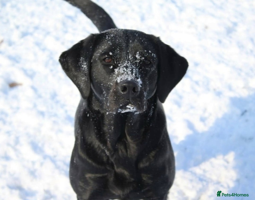 Labrador Retriever dogs for sale: KC Reg Fully Health Tested Black Labrador Puppies - Image 7