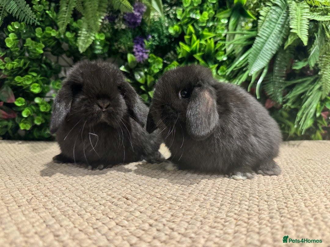 Mini Lion Lop rabbits for sale: 5 mini lops ready to reserve  - Advert 1