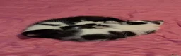 Domestic Shorthair cats for sale: Domestic shorthair kitten for sale black-white- - Advert 9