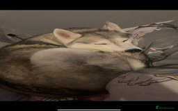 Siberian Husky dogs for sale: Luna Siberian husky - Image 1
