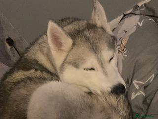 Siberian Husky dogs - Advert 21