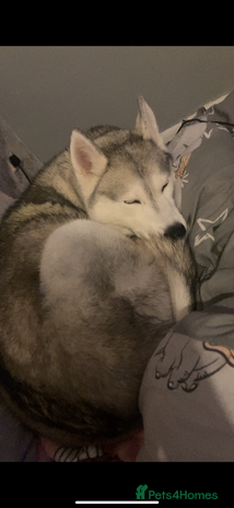 Siberian Husky dogs - Advert 5