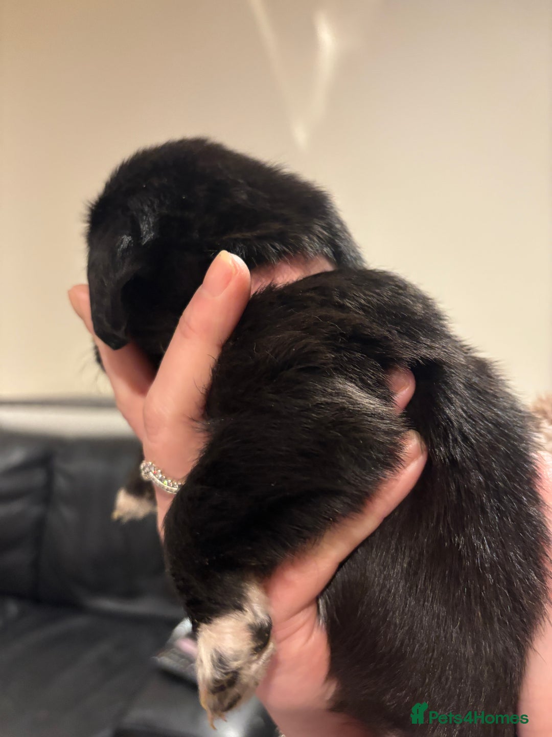 Mixed Breed dogs for sale: Lab/cockapoo cross - Image 5