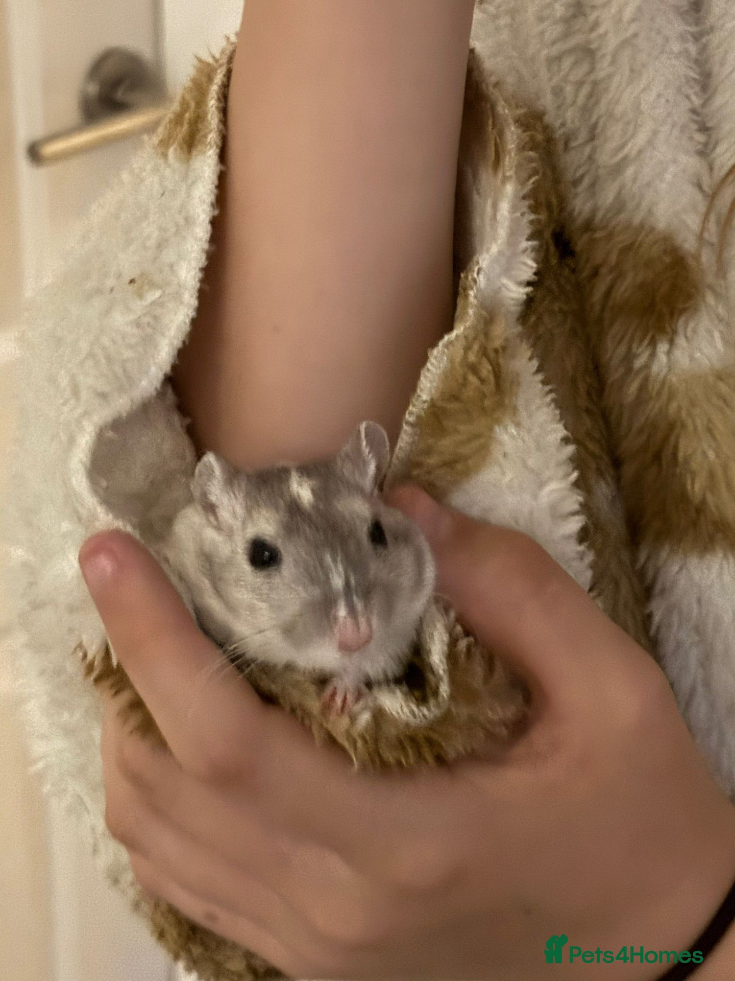 Gerbil rodents 2x male gerbils - Advert 1