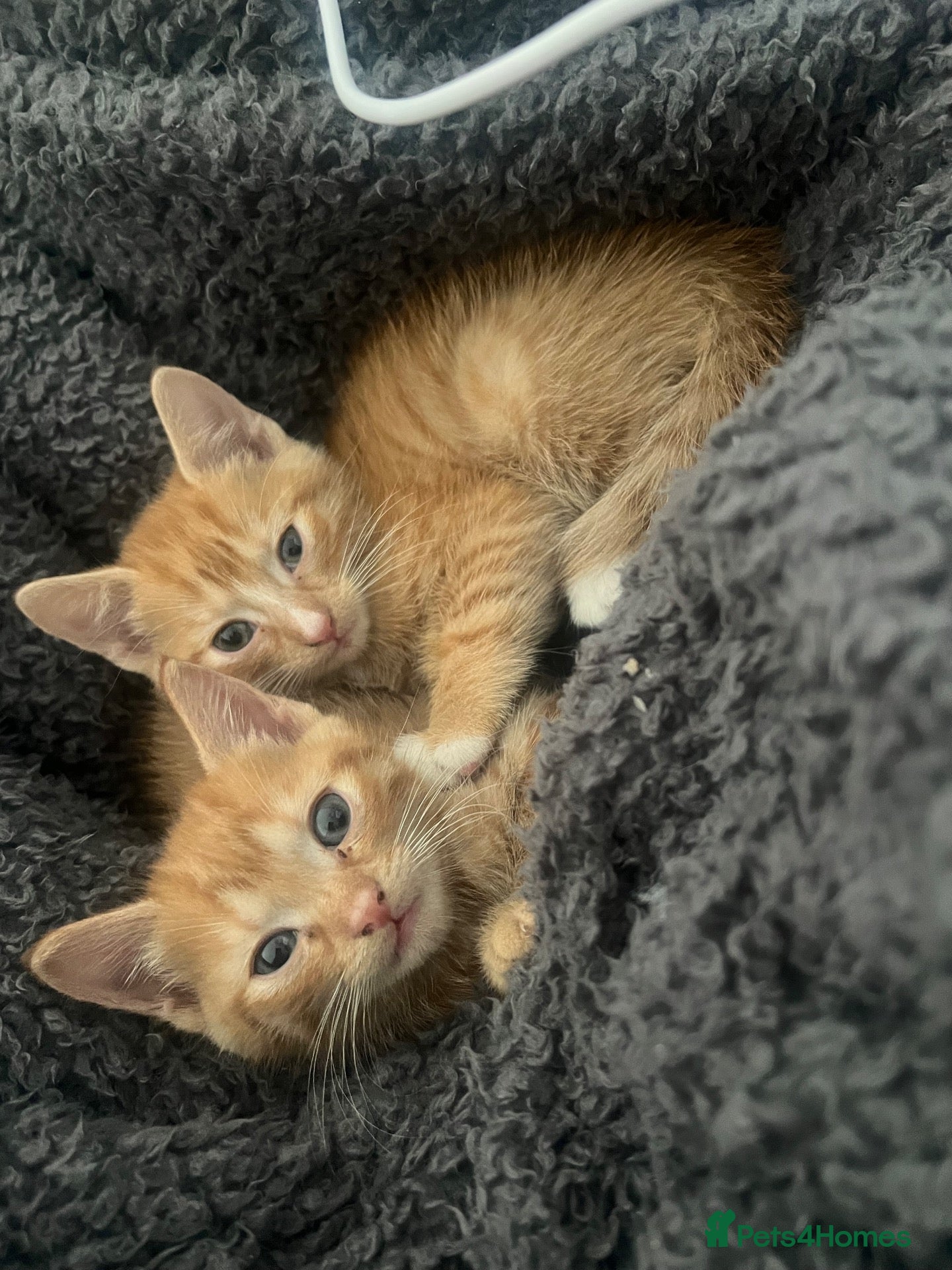 Mixed Breed cats for sale: 3 beautiful kittens  - Advert 20
