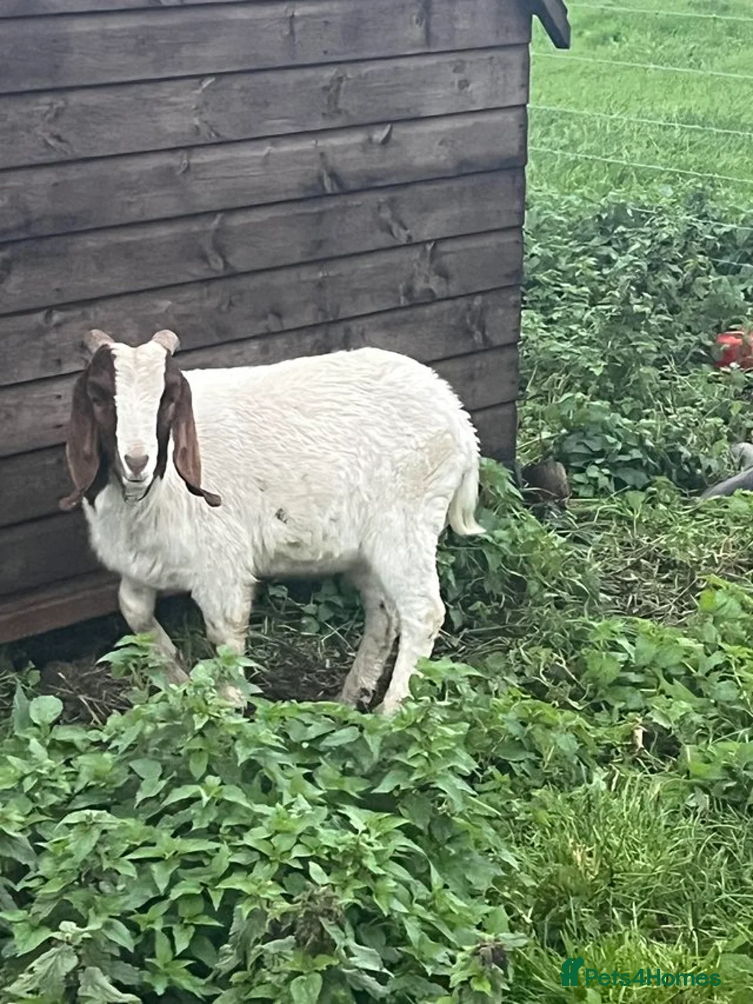 Goats livestock for sale: Proven Boer Billy in Doncaster - Advert 3