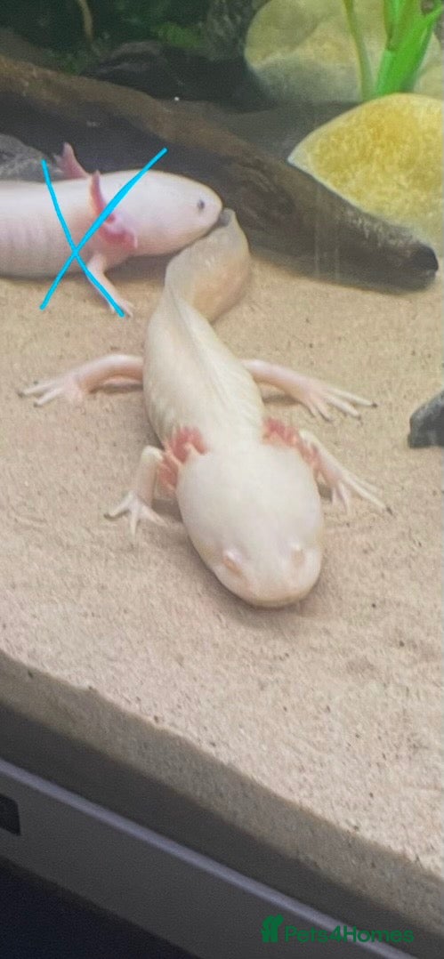 Axolotl reptiles for sale: Gold Axolotl - Advert 1