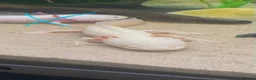 Axolotl reptiles for sale: Gold Axolotl - Advert 1