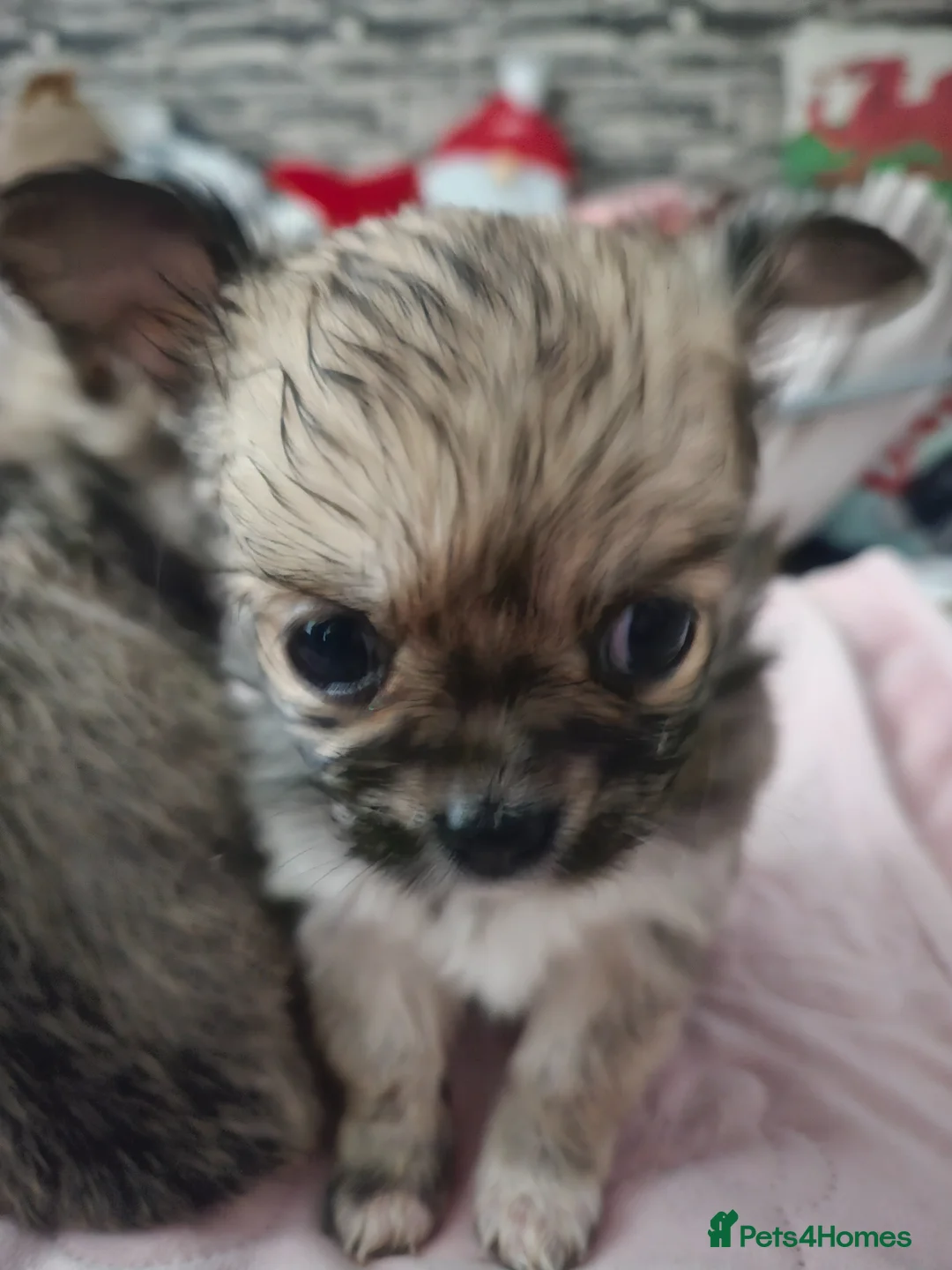 Pomchi dogs for sale: 2 female longhair pomchi pups - Advert 6