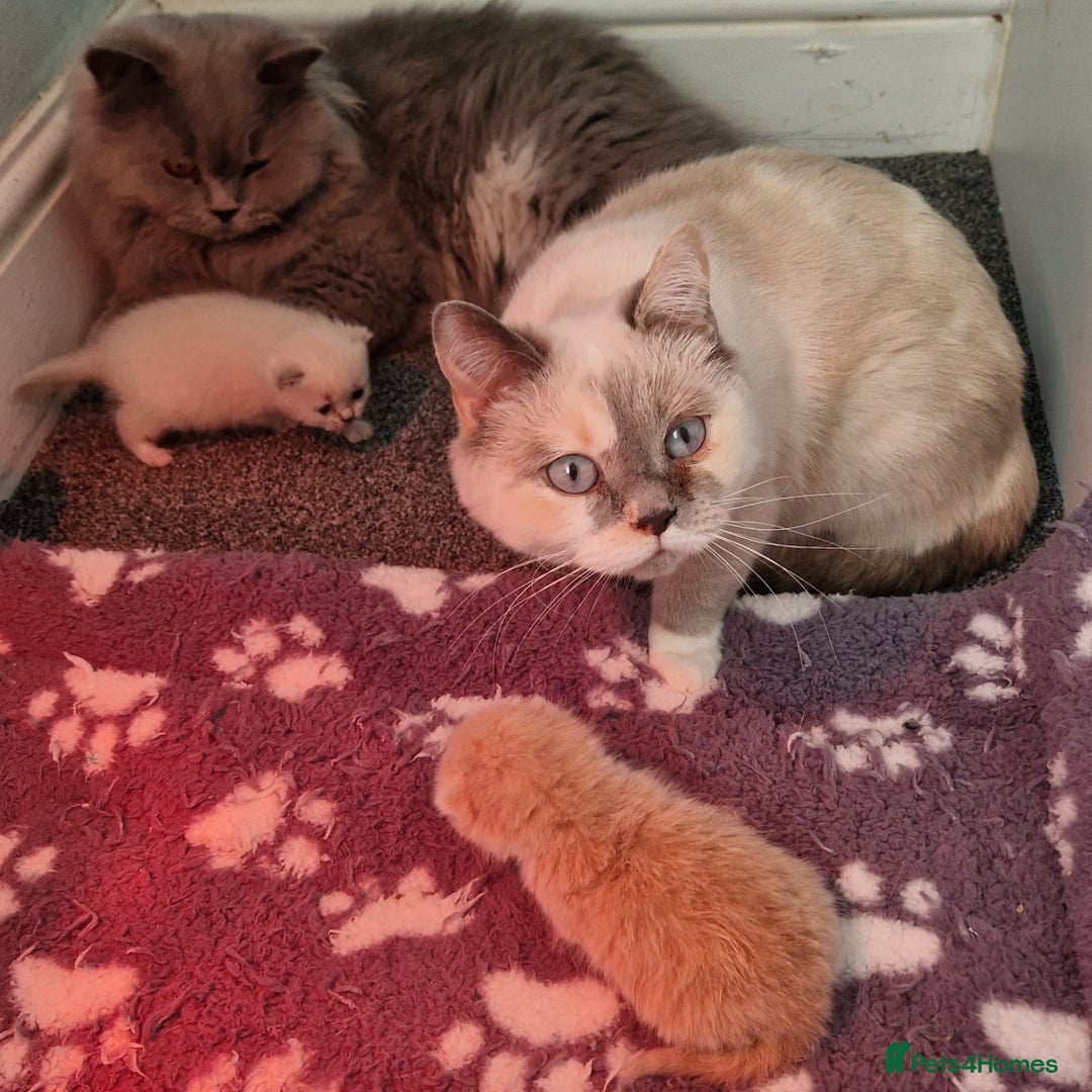 British Shorthair cats for sale: Beautiful Shorthair Kittens  - Advert 2