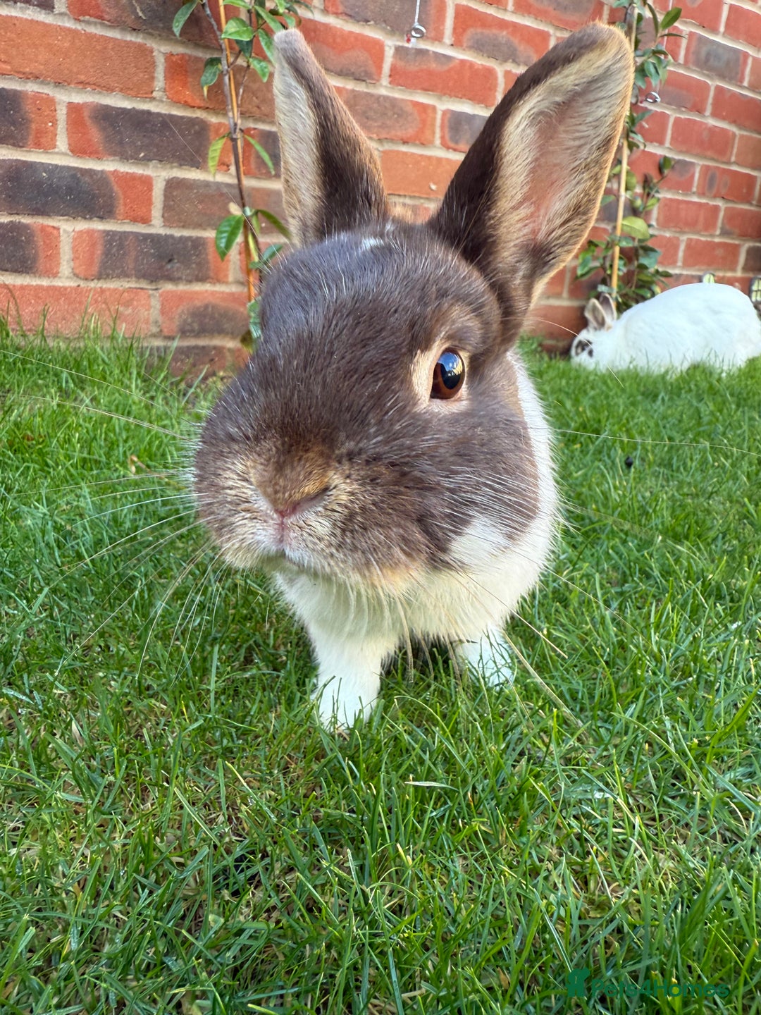 English rabbits for sale: 2 x Rabbits - Advert 4