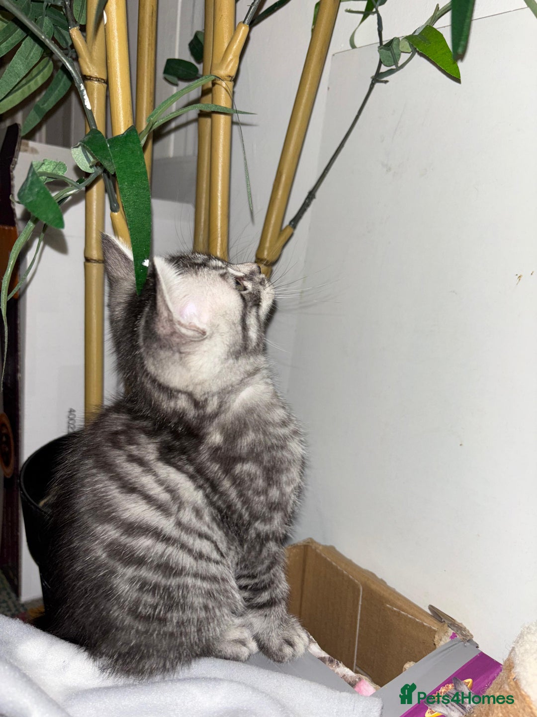 Bengal cats for sale: Half Bengal Kittens - Image 28