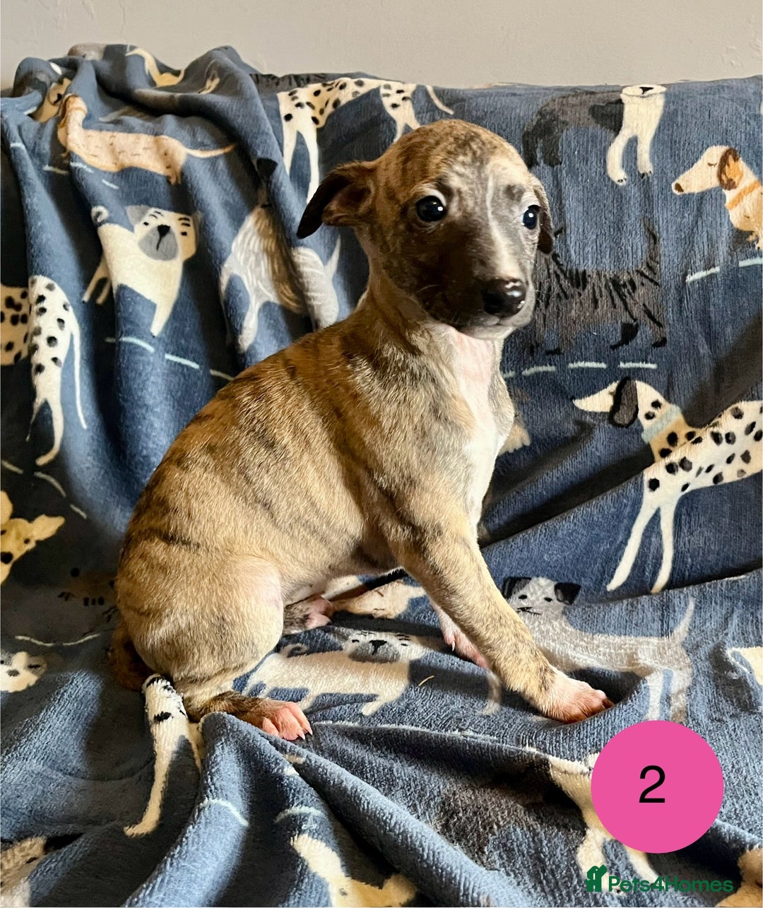 Whippet dogs for sale: KC Reg Whippet Puppies - Advert 6