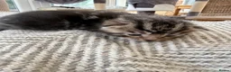 Mixed Breed cats for sale: Three beautiful kittens - loving homes only - Advert 5