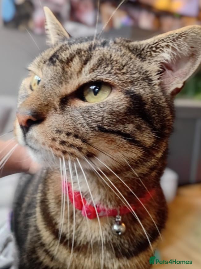Mixed Breed cats A lovely older lad looking for his forever home  - Advert 3