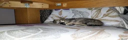 British Shorthair cats for sale: Beautiful tabby kittens looking for loving home - Advert 13