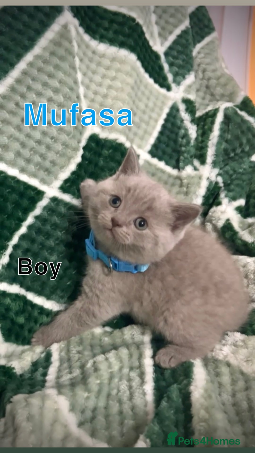 British Shorthair cats for sale: British shorthair kittens - Advert 13