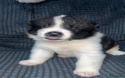 Akita dogs for sale: American Akita puppy’s  - Image 17