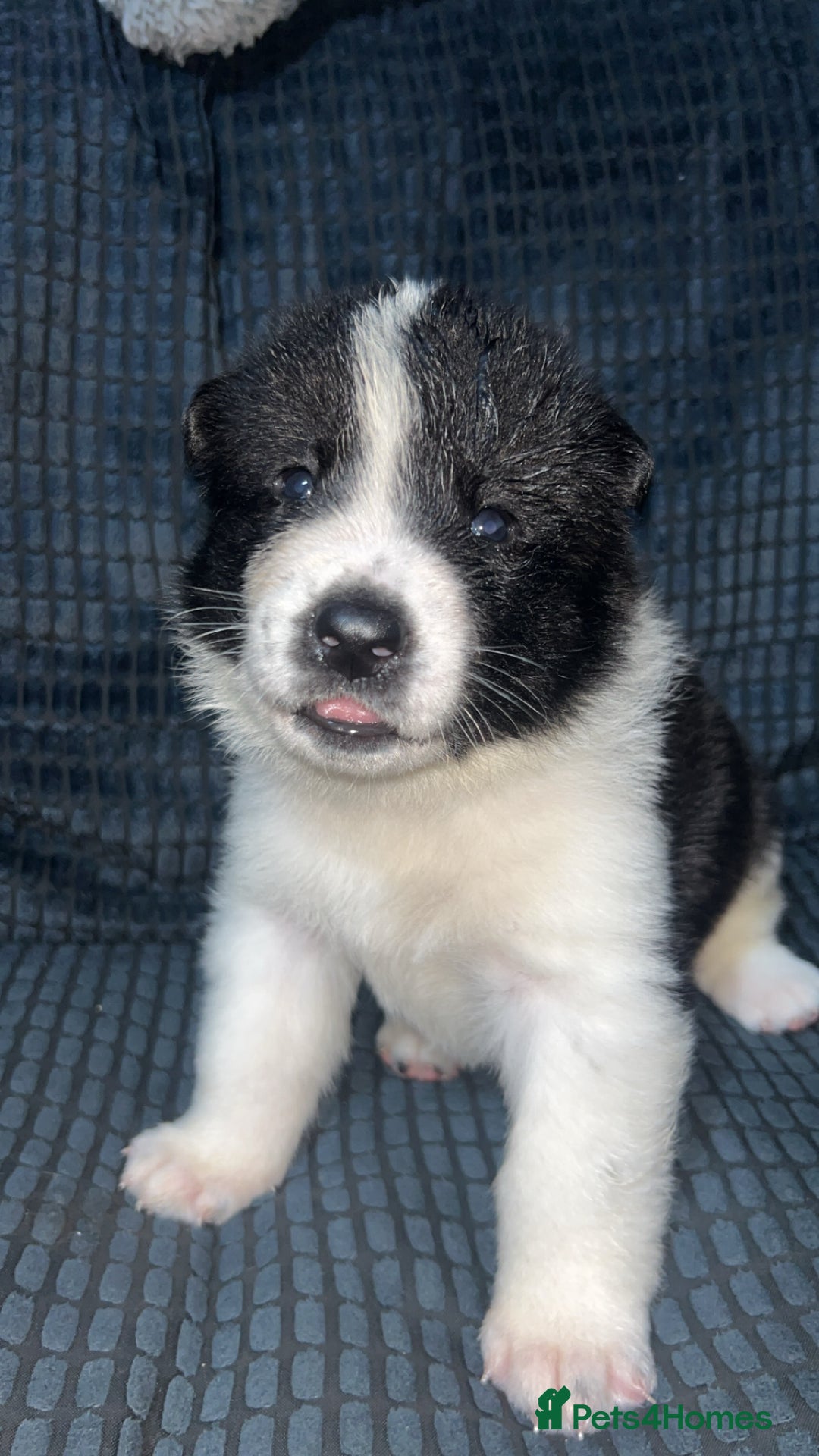 Akita dogs for sale: American Akita puppy’s  - Image 17