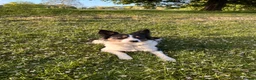 Border Collie dogs for sale: Tri-colour border collie READ DESCRIPTION in Nuneaton - Advert 2