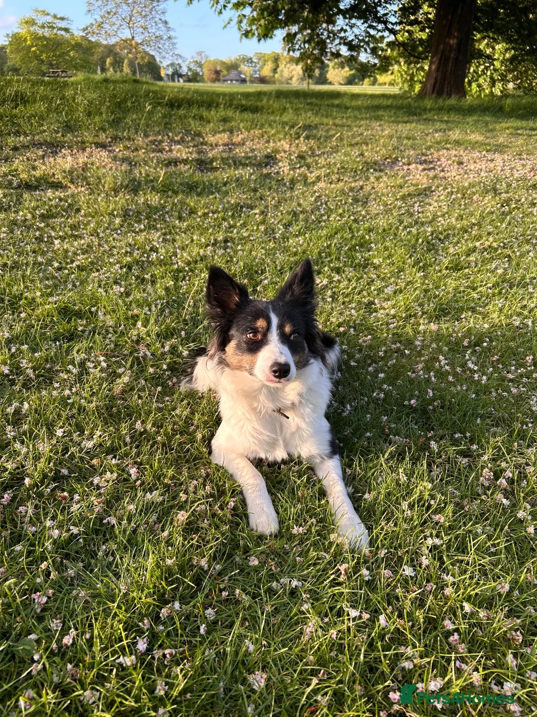 Border Collie dogs for sale: Tri-colour border collie READ DESCRIPTION in Nuneaton - Advert 2