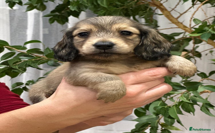 Miniature Dachshund dogs Miniature L/H Shaded Cream female - Advert 8