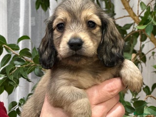 Miniature Dachshund dogs Miniature L/H Shaded Cream female - Advert 16