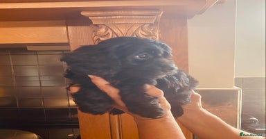Cavapoo dogs - Advert 9