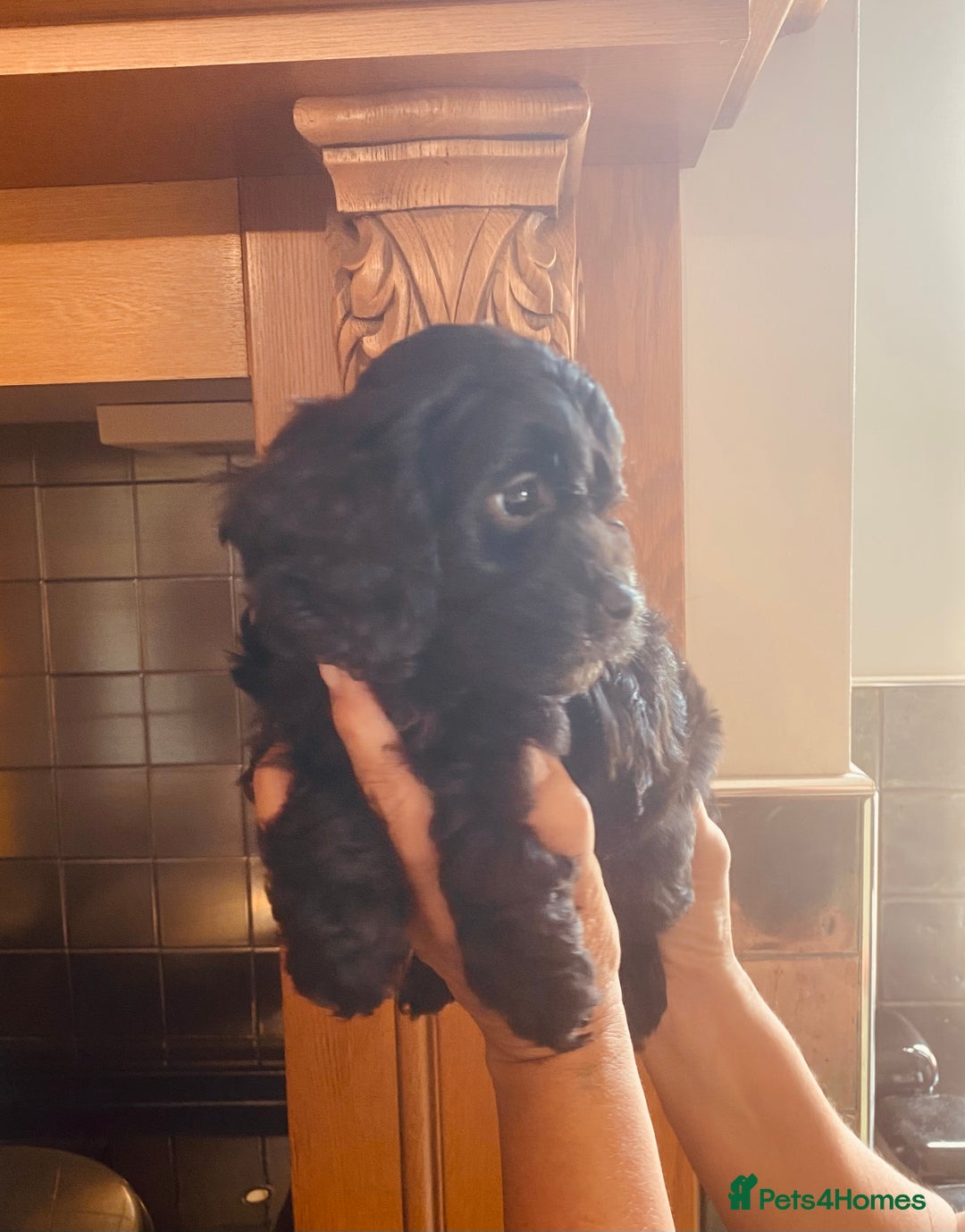 Cavapoo dogs for sale: F1 boys, licensed breeder, health tested parents - Image 3