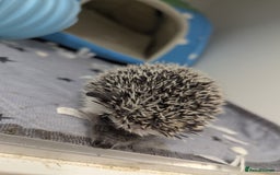 Pygmy Hedgehog rodents for sale: Gorgeous African Pygmy hedgehogs. Lots for sale! - Image 6