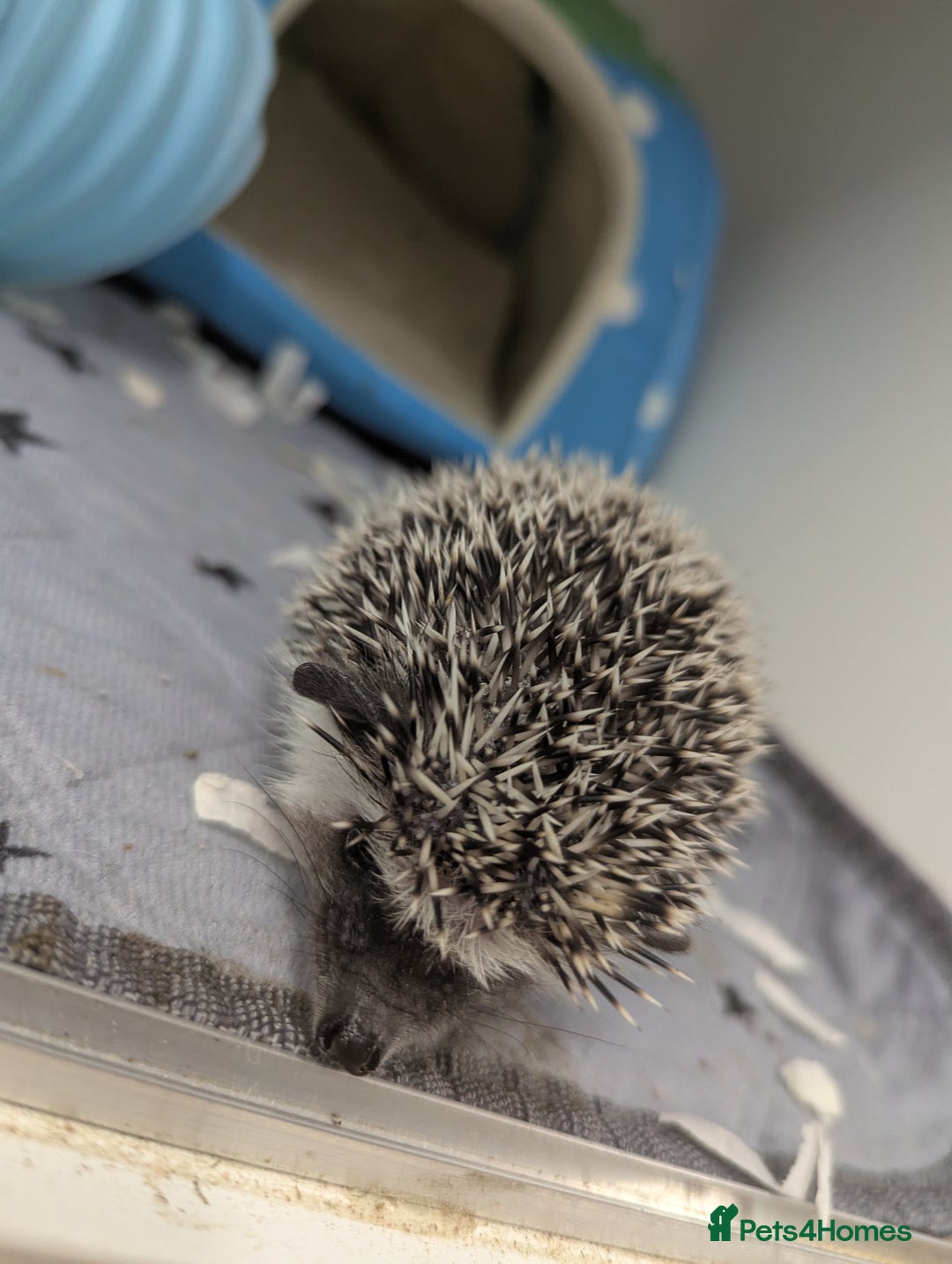Pygmy Hedgehog rodents for sale: Gorgeous African Pygmy hedgehogs. Lots for sale! - Image 6
