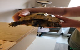 Tortoise reptiles for sale: Horsefield Tortoise - Image 5