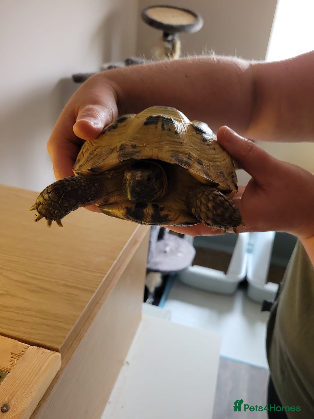 Tortoise reptiles for sale: Horsefield Tortoise - Image 5