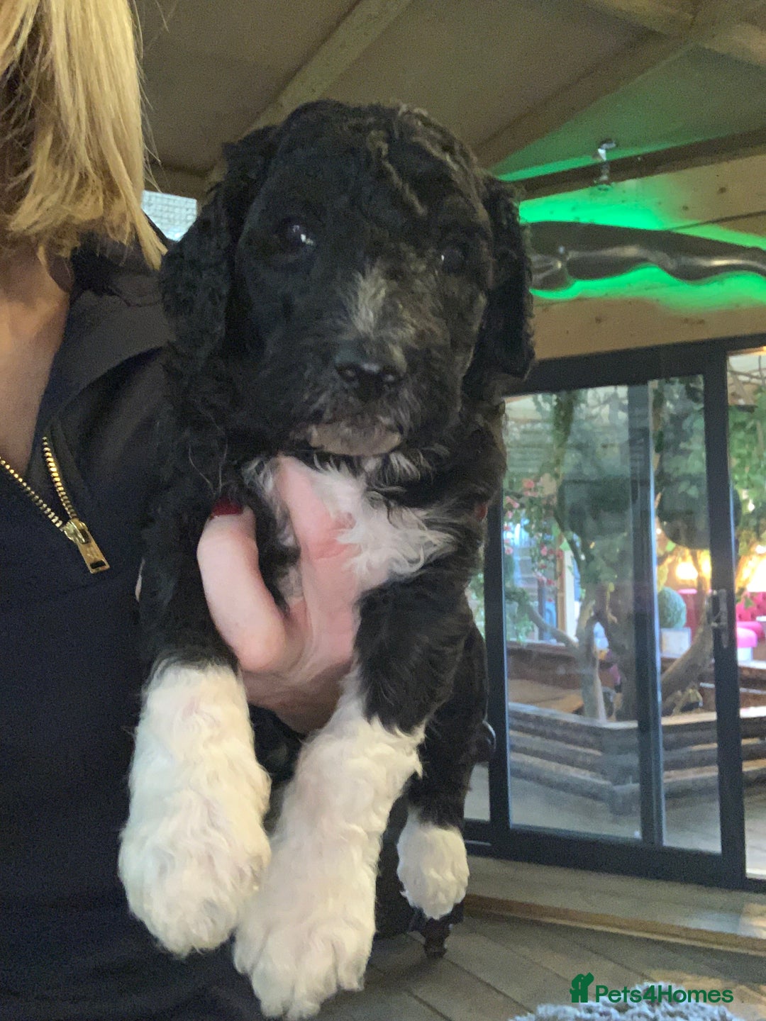 Sheepadoodle dogs for sale: Sheepadoodle Standard Size F1b puppies - Image 4