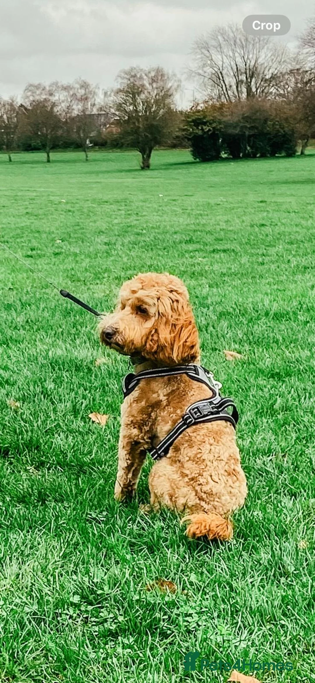 Cockapoo dogs for stud: Beautiful proven cockapoo for stud - Advert 3