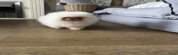 Pomeranian dogs for sale:     Luxury White Pomeranian Puppies  - Advert 15
