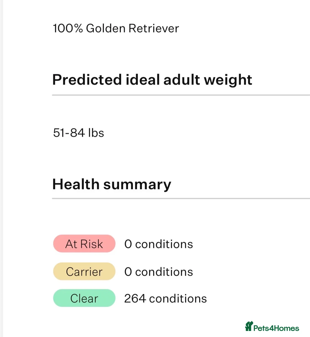 Golden Retriever dogs for stud: Dexx’s looking for a partner - Advert 2