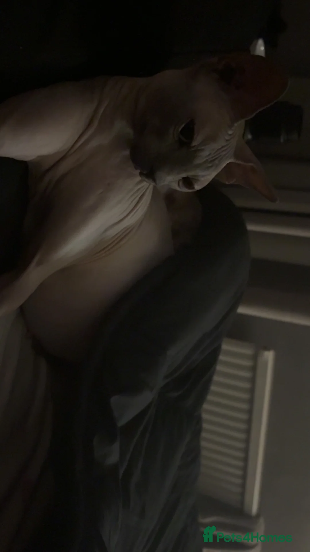 Sphynx cats for sale: Sphynx females  - Advert 2