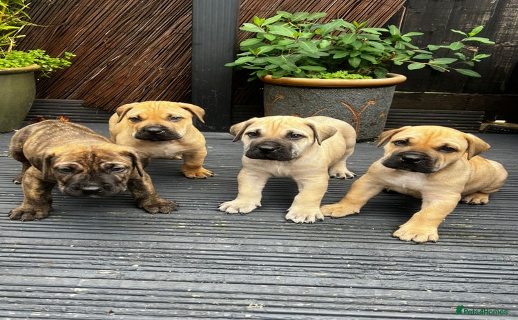 Presa Canario dogs - Advert 1