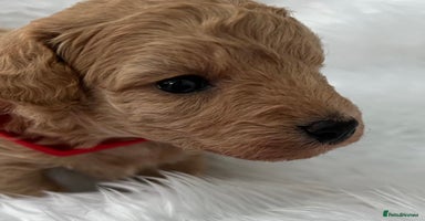 Cavapoo dogs - Advert 3