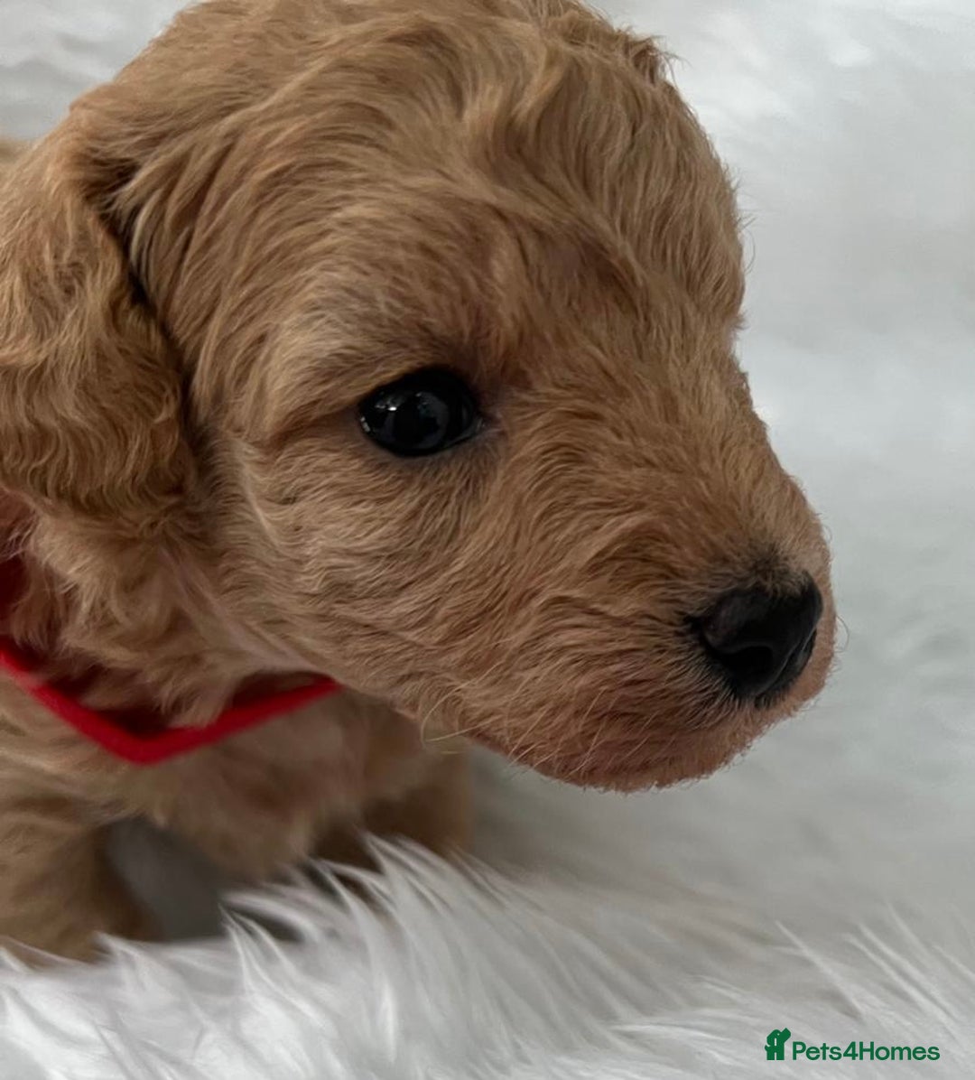 Cavapoo dogs for sale: Adorable Cavapoo Puppies - Parents Health Tested - Image 3
