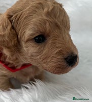 Cavapoo dogs - Advert 3